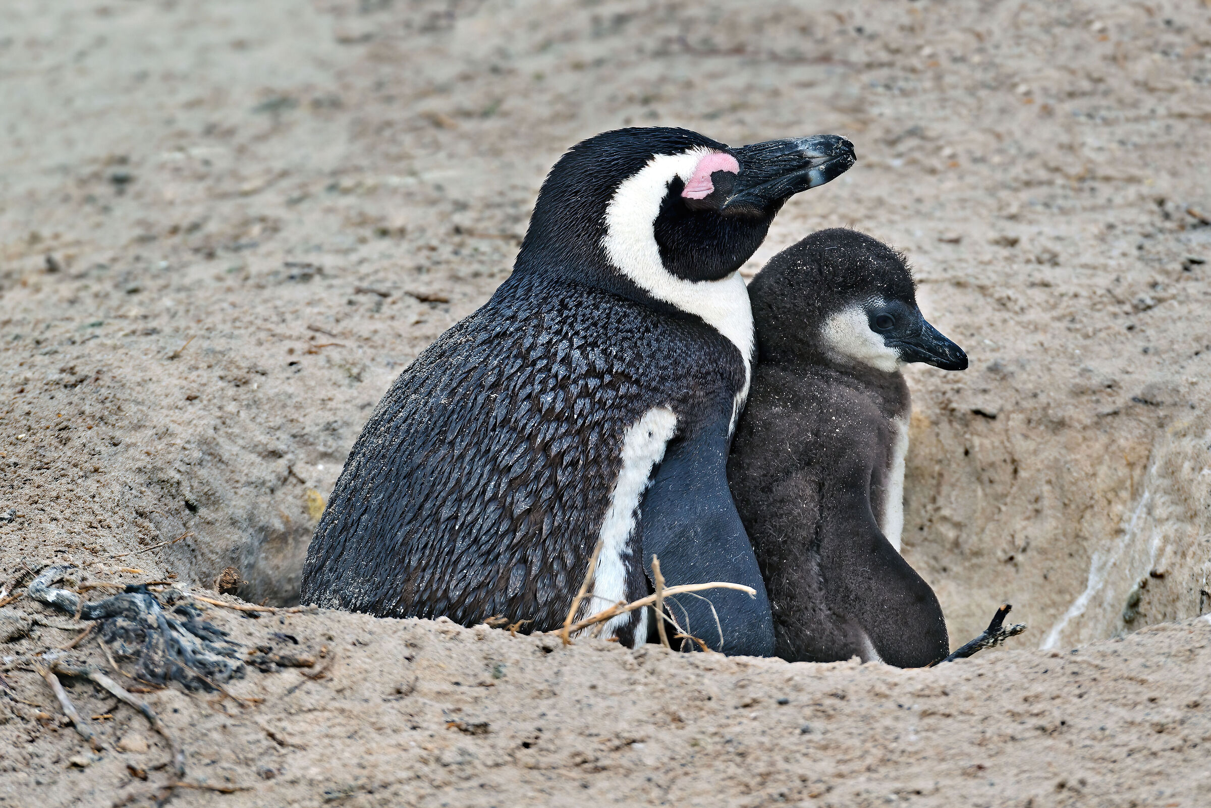 Pinguini del Capo (Spheniscus demersus)