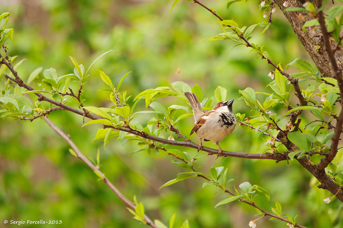 Passera mattugia in allerta