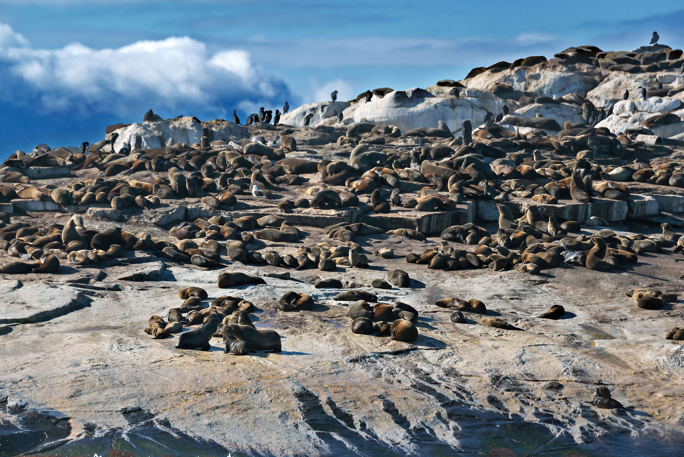 Otarie orsine (Arctocephalus pusillus)