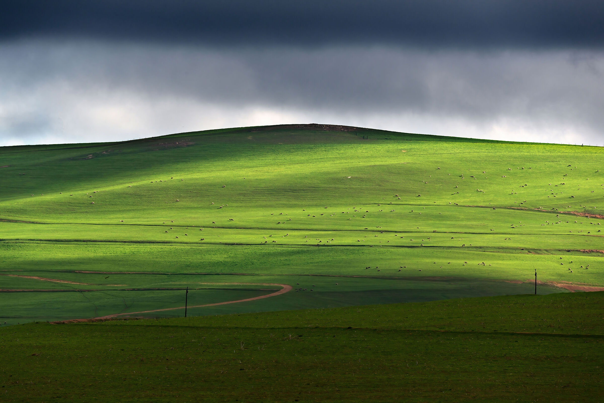 Paesaggio con pecore