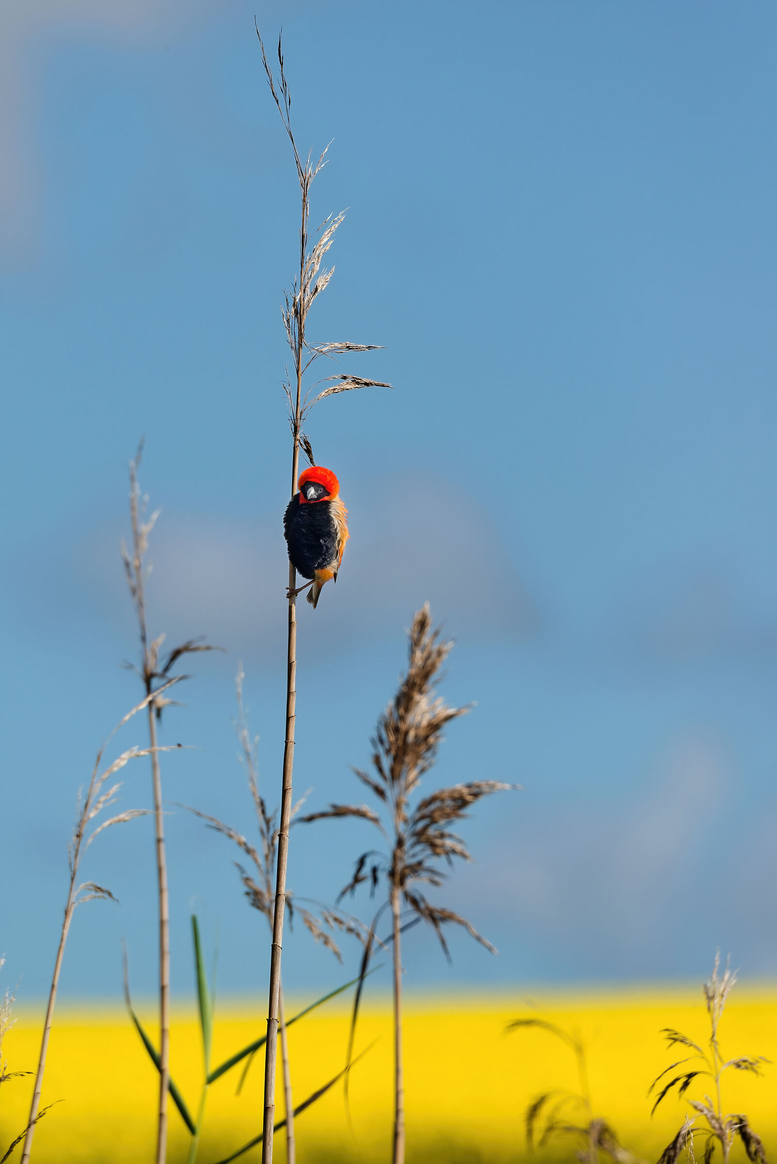 Vescovo rosso (Euplectes franciscanus)