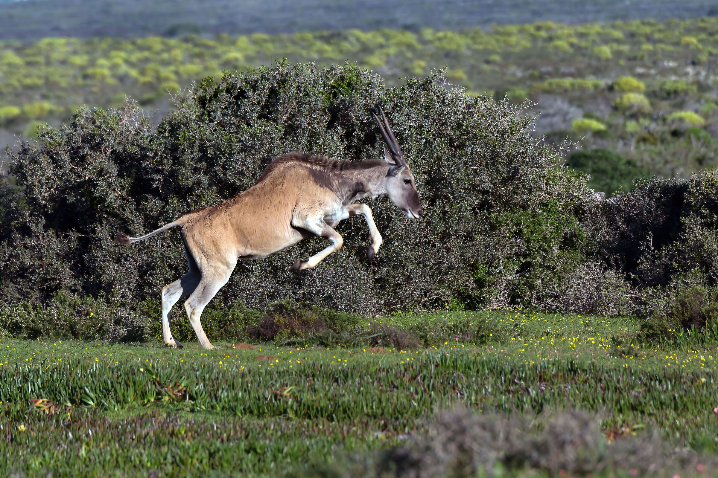 Antilope alcina (Taurotragus oryx)