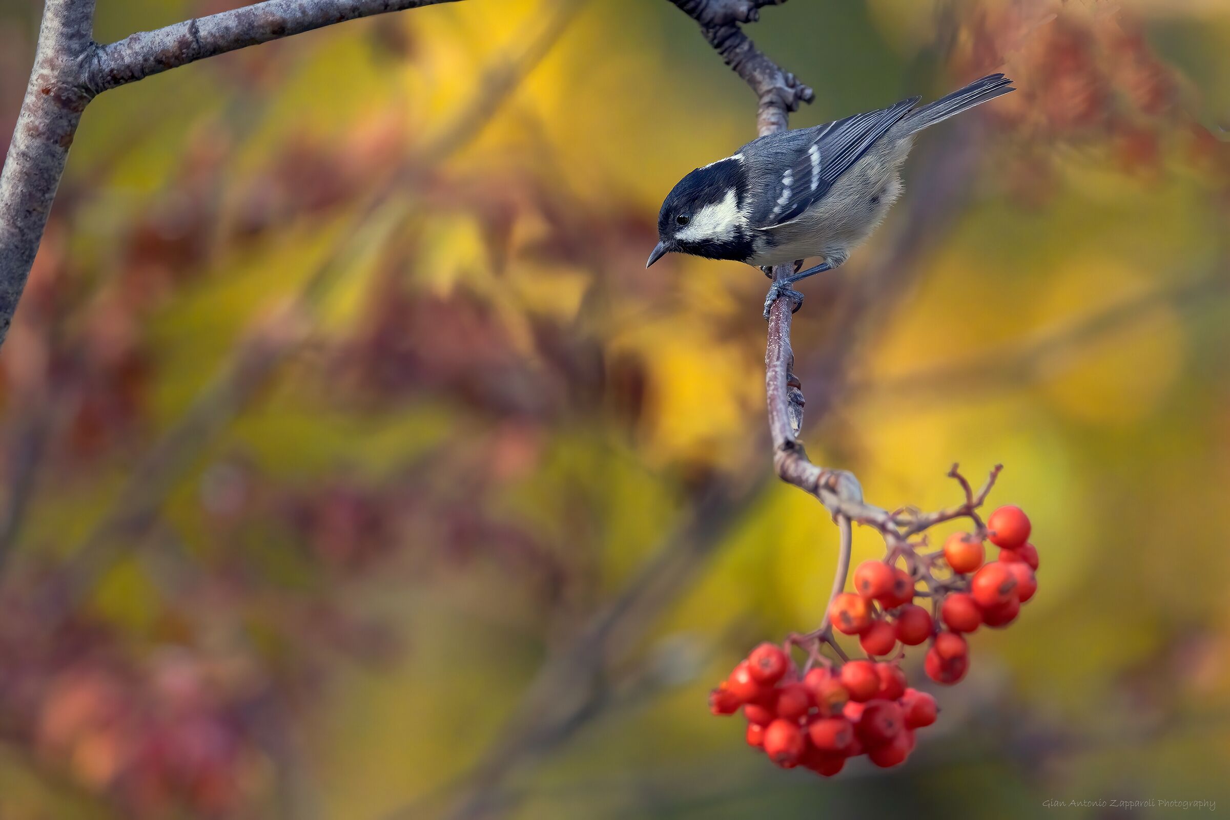 Cincia mora (Periparus ater) su sfondo autunnale