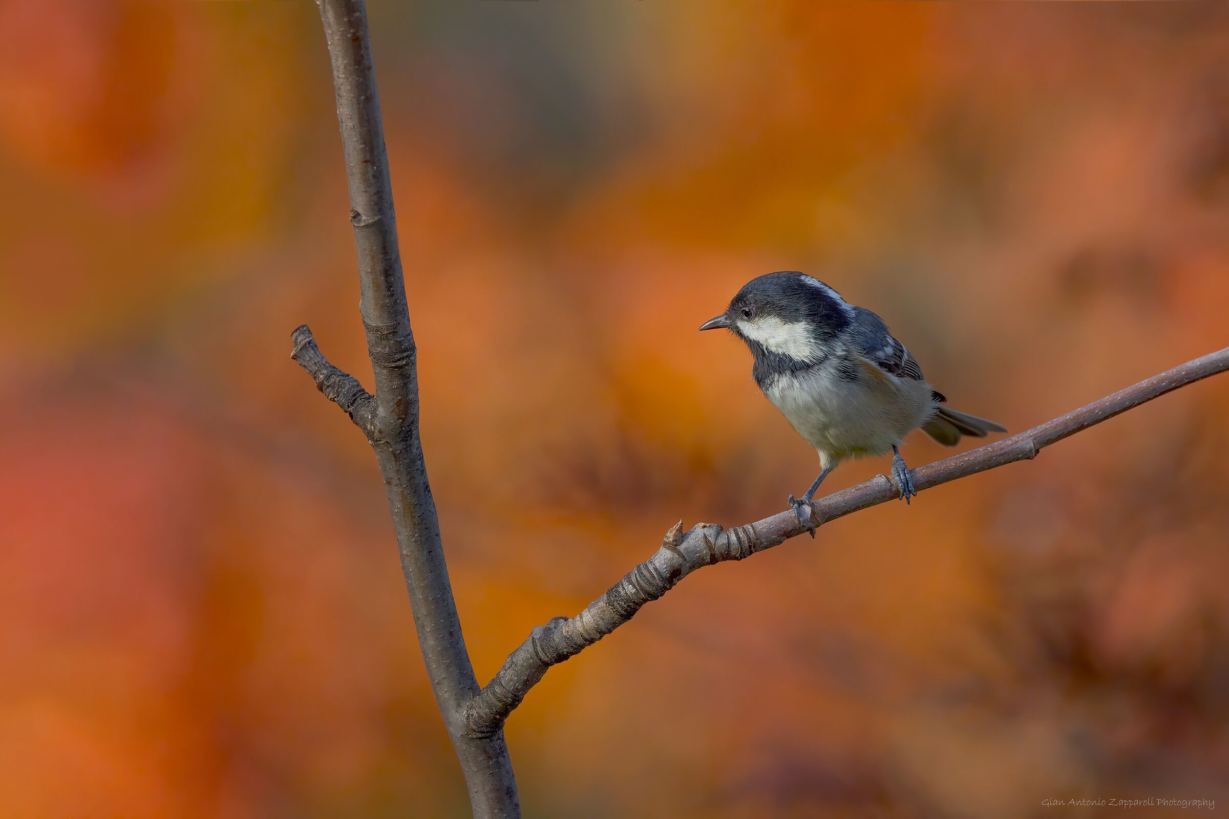 Cincia mora (Periparus ater) su sfondo autunnale