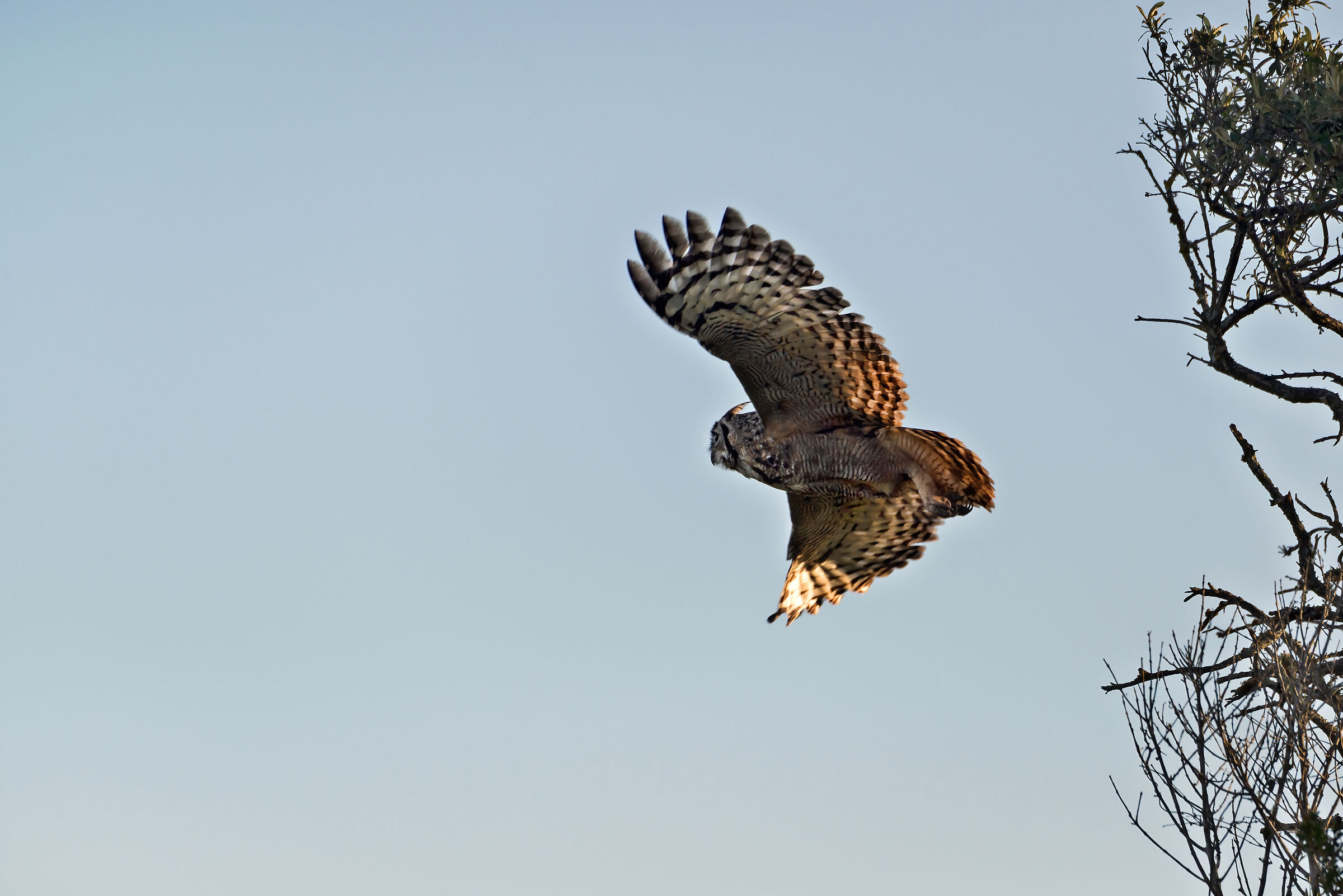 Gufo reale maculato (Bubo africanus)