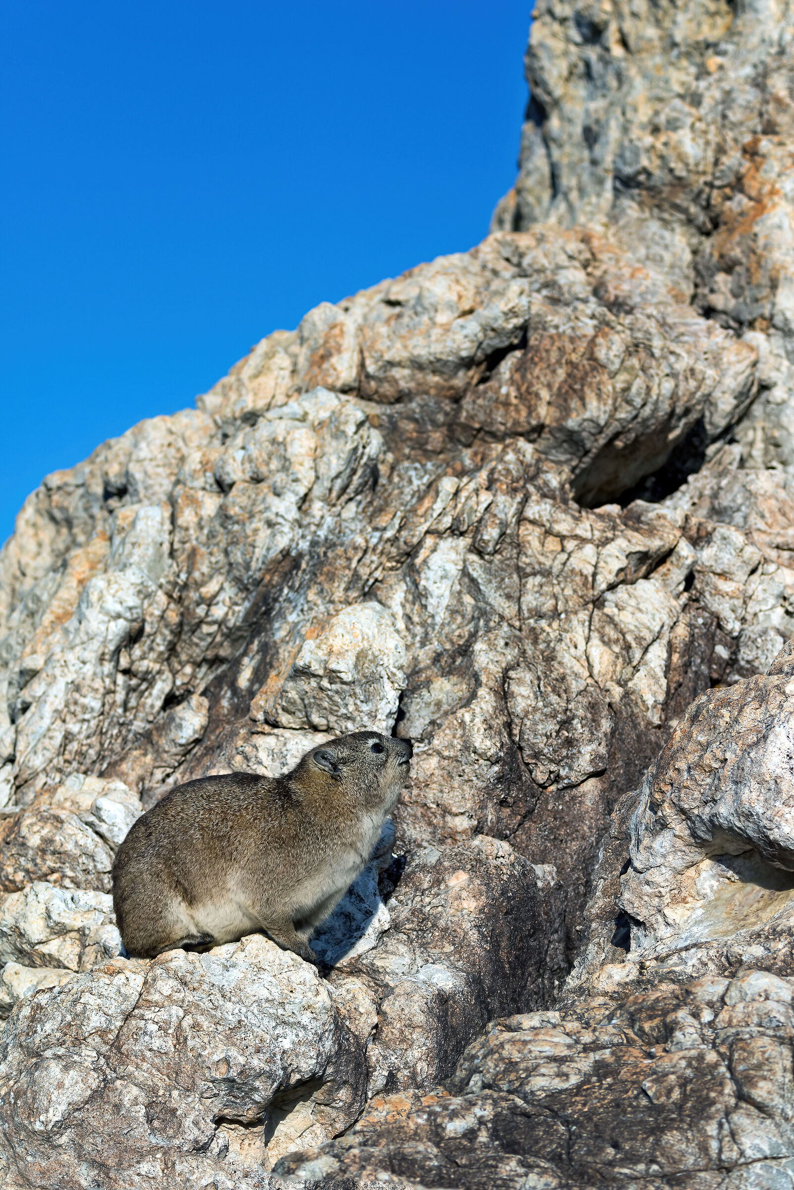 Irace delle rocce (Procavia capensis)