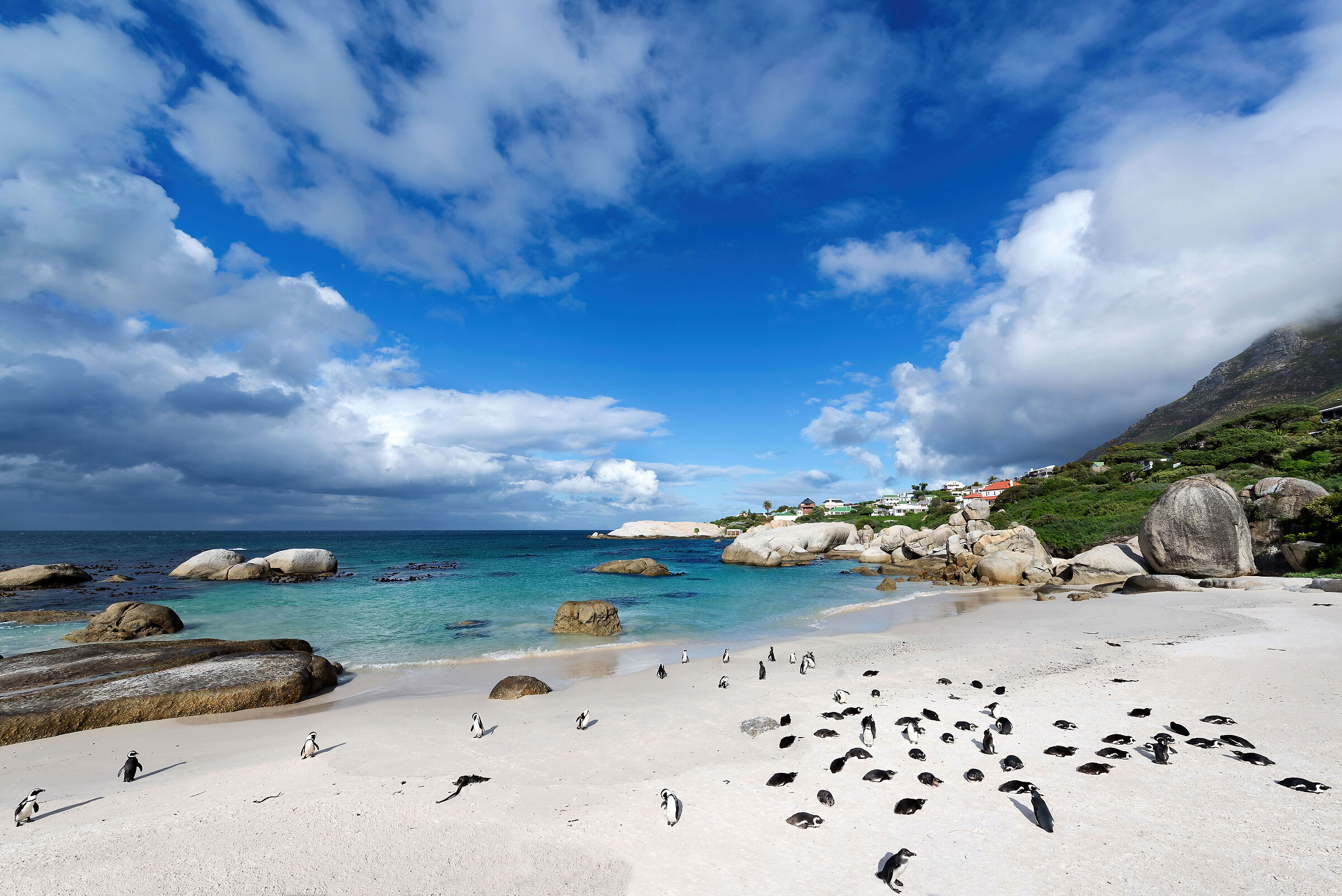 Pinguini del Capo (Spheniscus demersus)