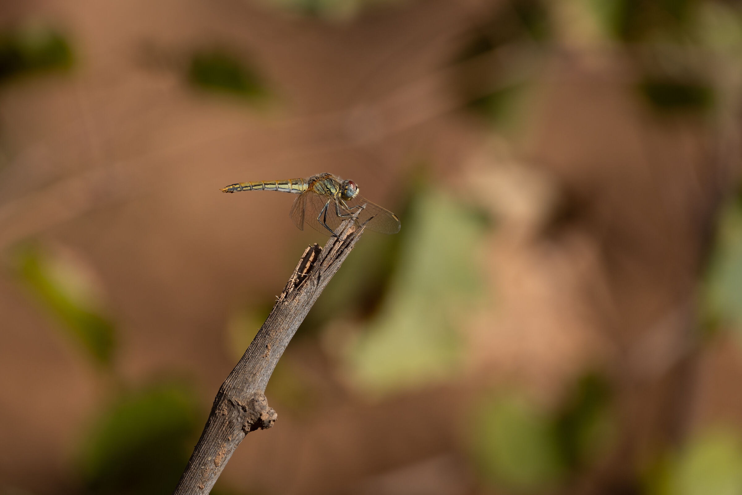 Dragonfly among the vineyards