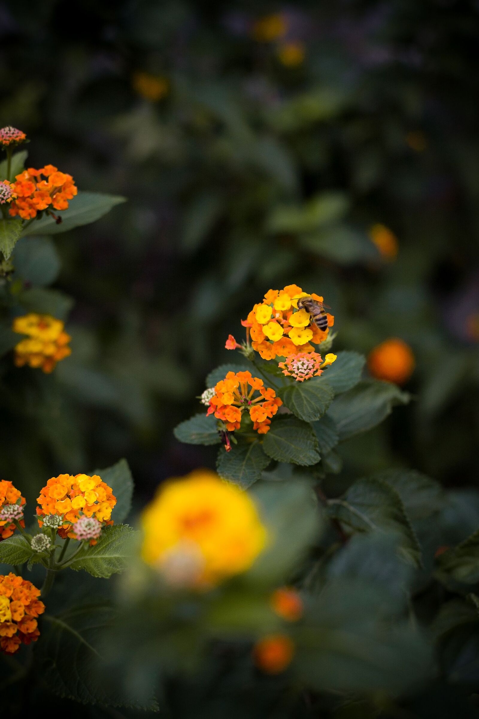 The bee among the colors