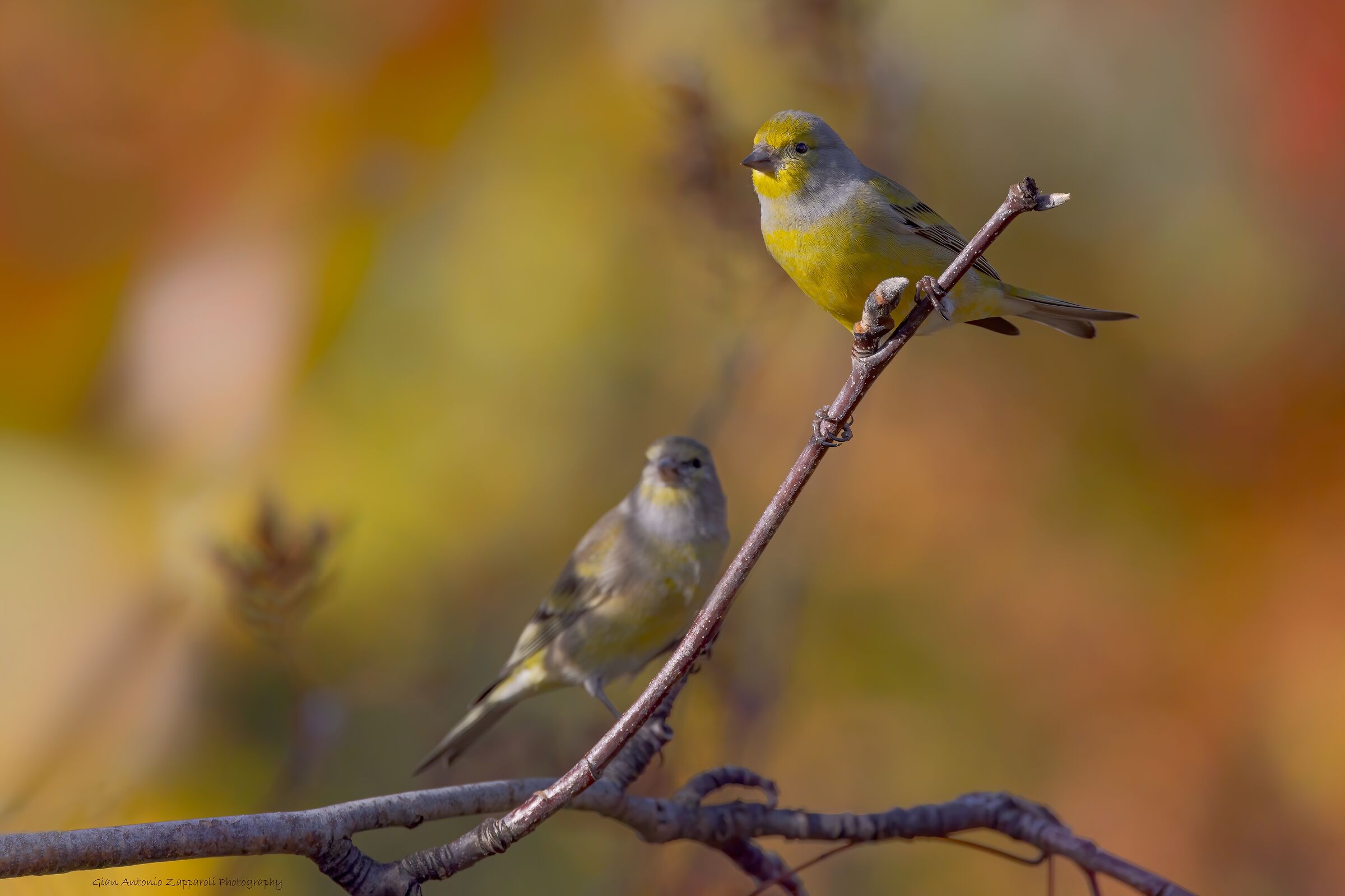 Coppia di Venturoni alpini (Carduelis citrinella)
