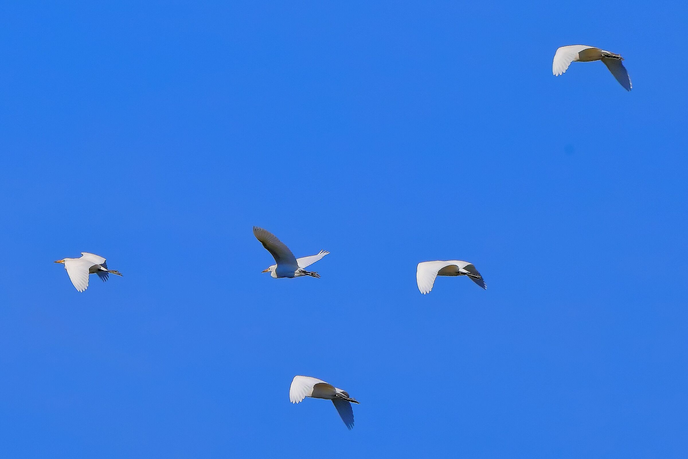 guardabuoi 24-08-2022