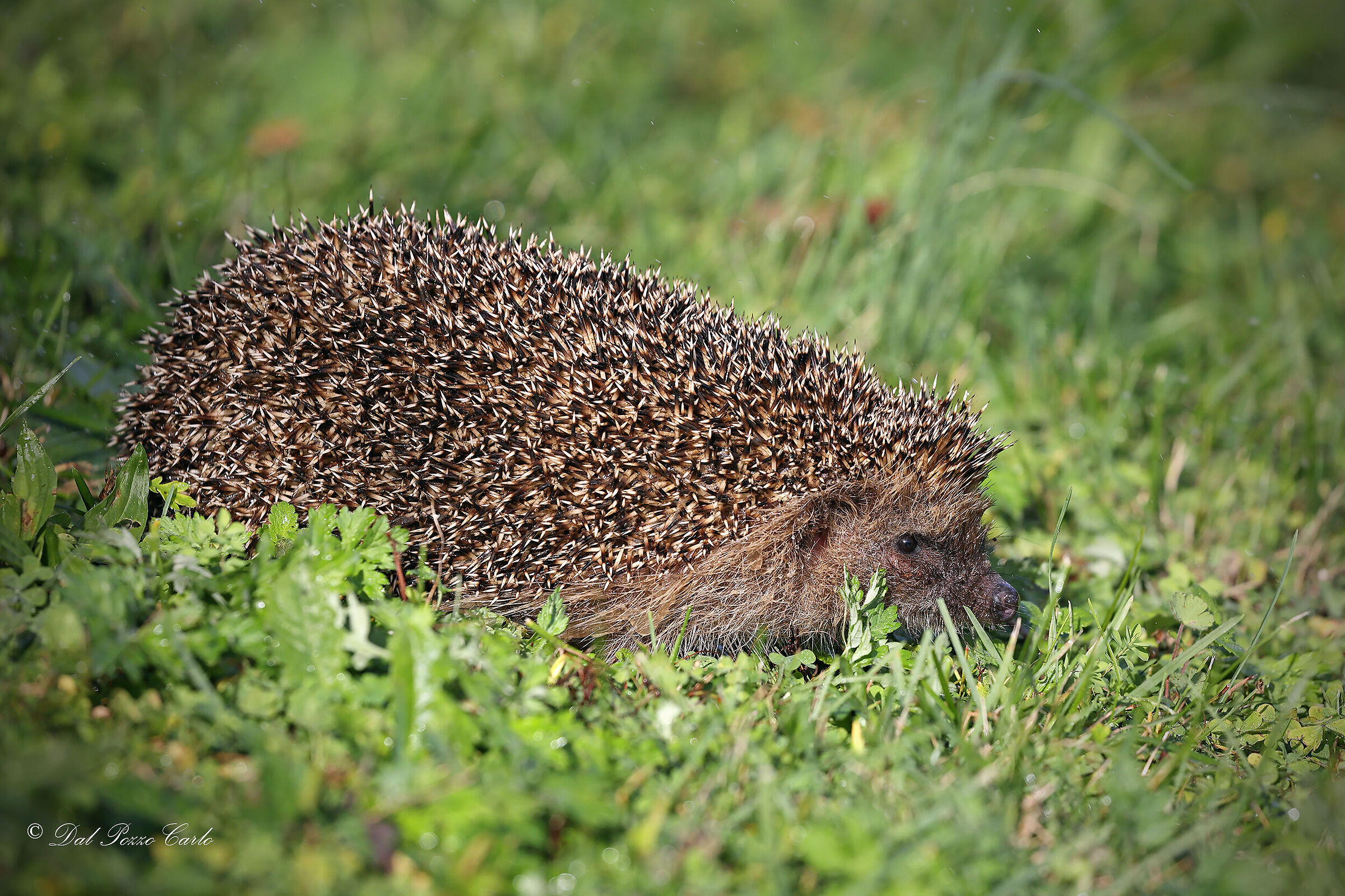 The hedgehog