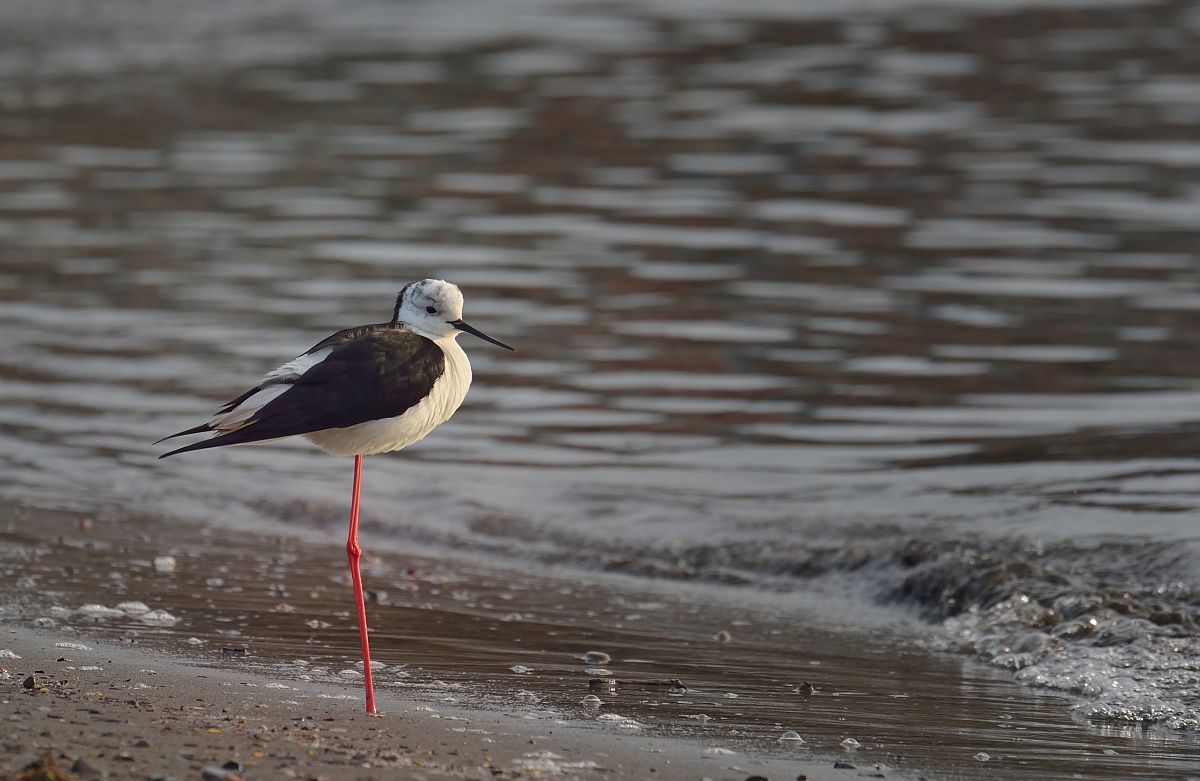 The Horseman on the Beach