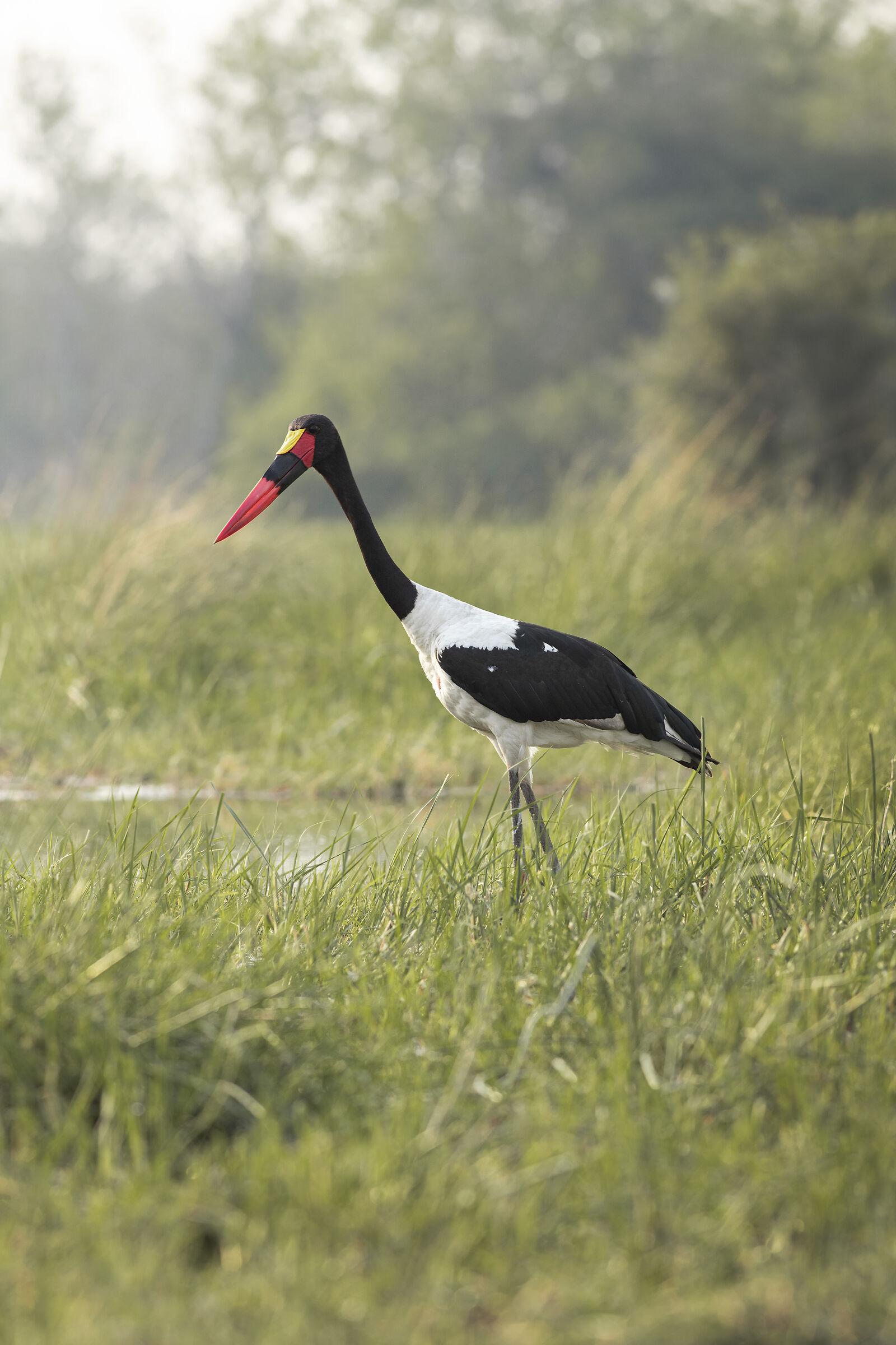 Saddle-billed stork.