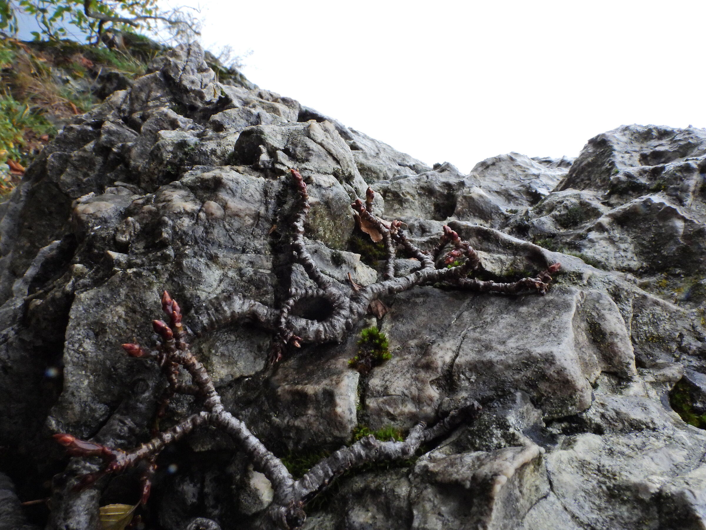 Clinging to Limestone