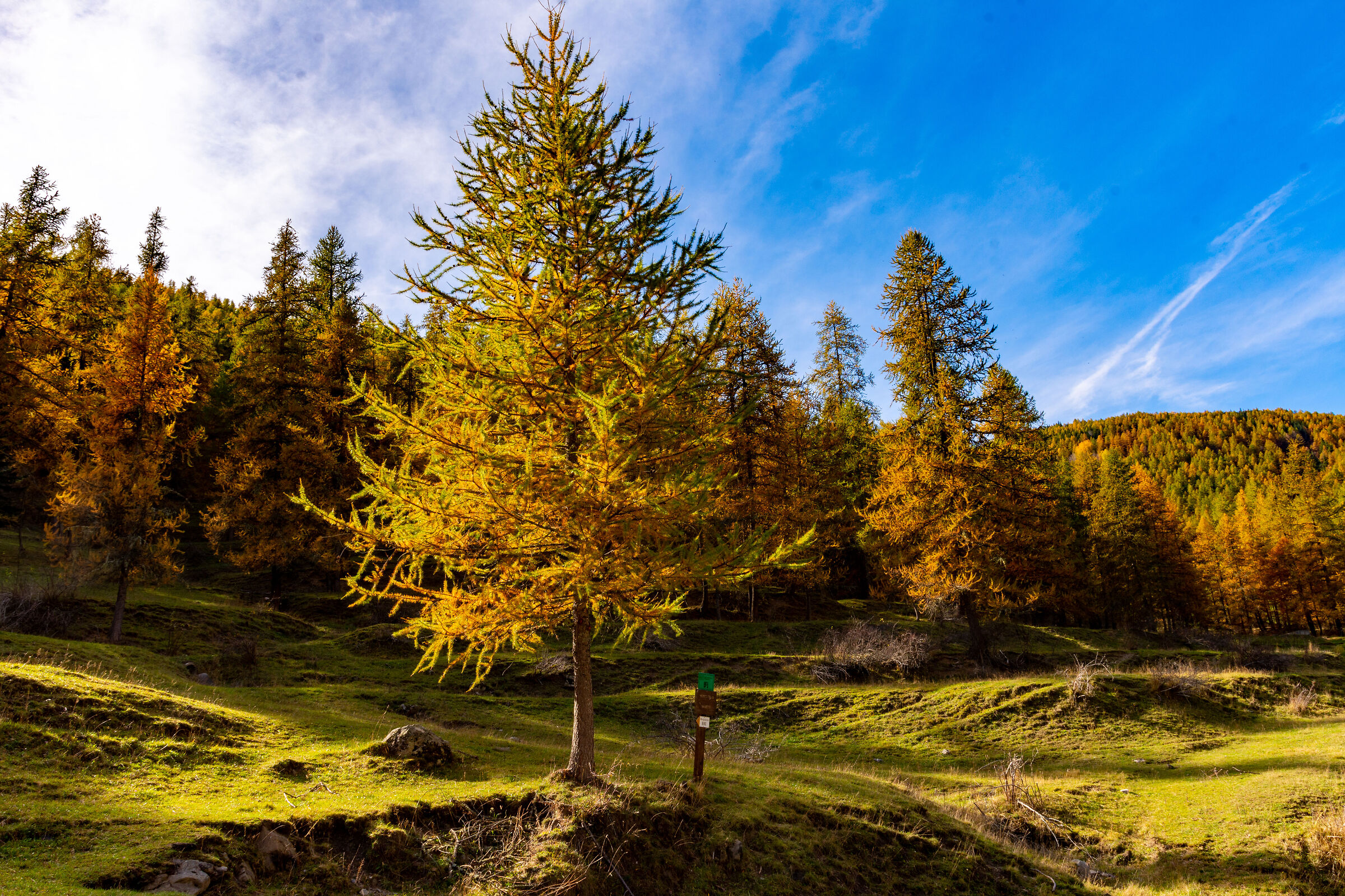 Magie di luce al bosco delle Navette