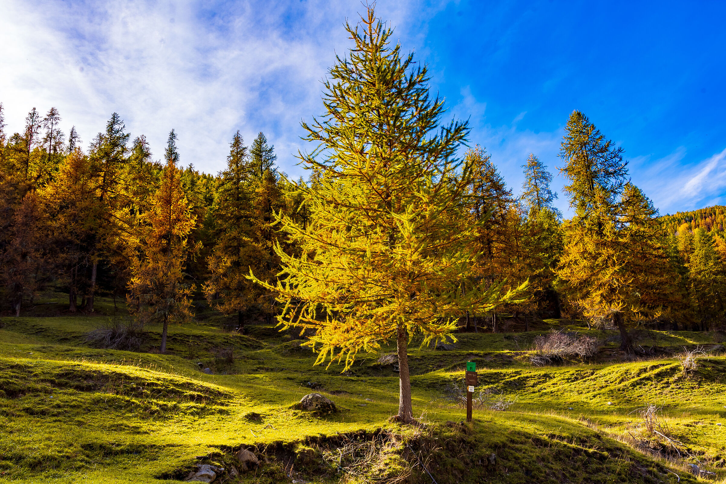 Magie di luce al bosco delle Navette