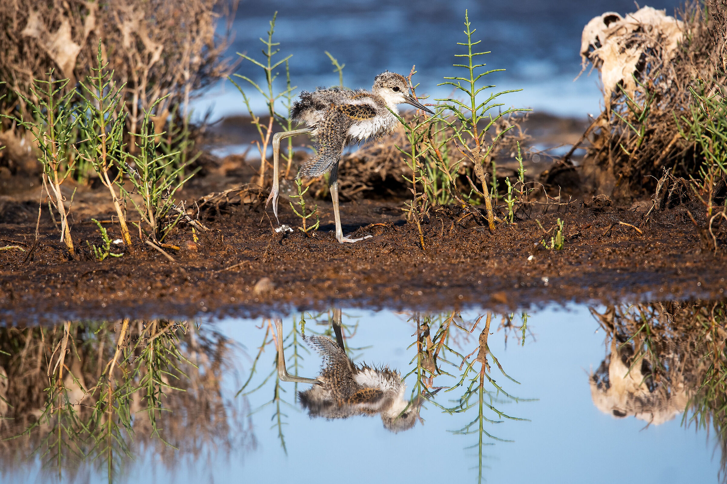 Piccoli cavalieri crescono
