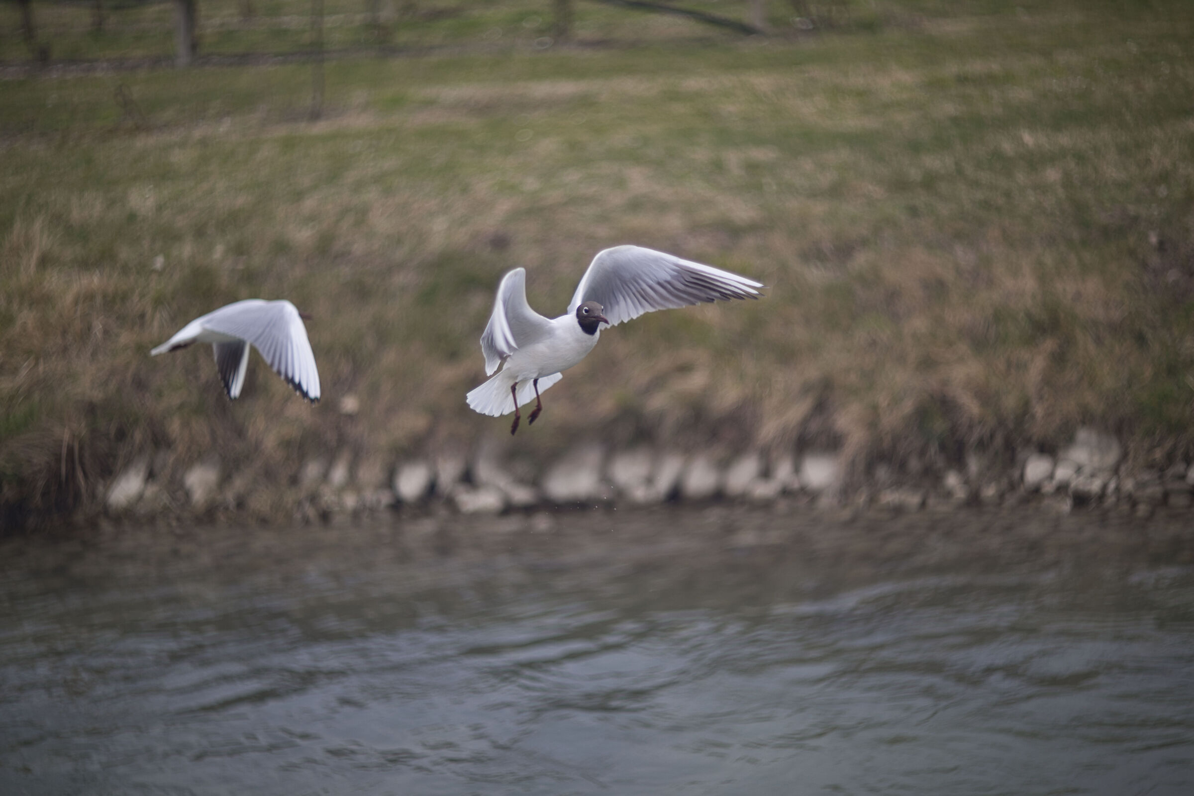 Black Headed Seagull