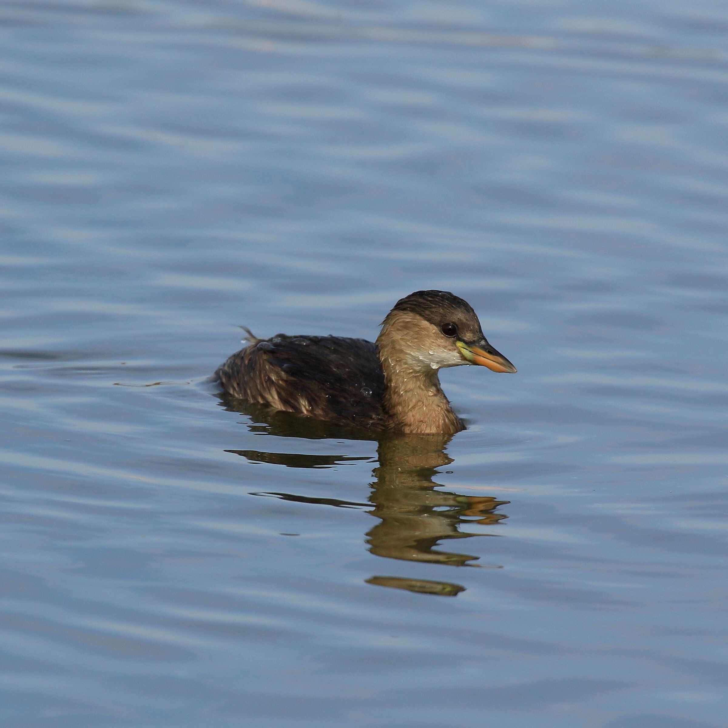 Dabchick