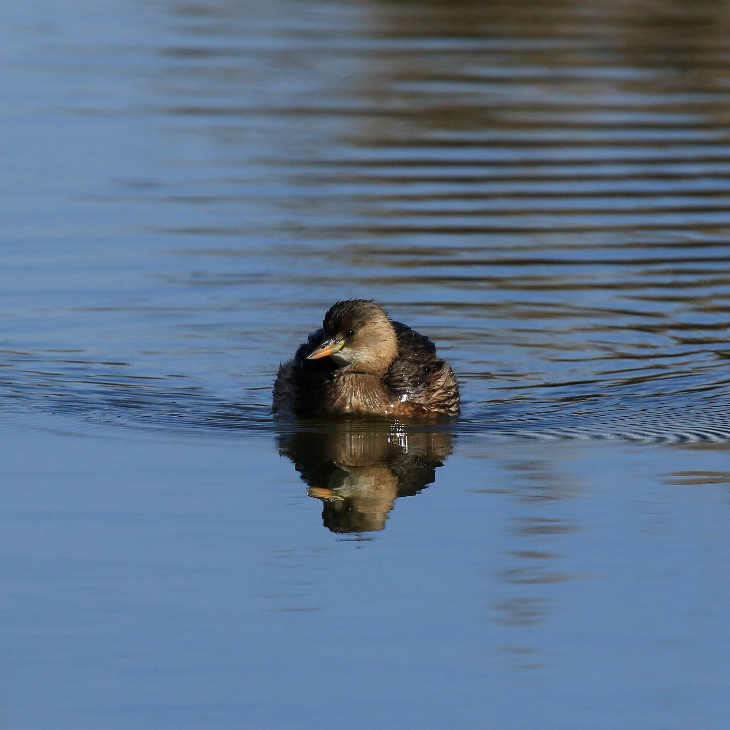Dabchick