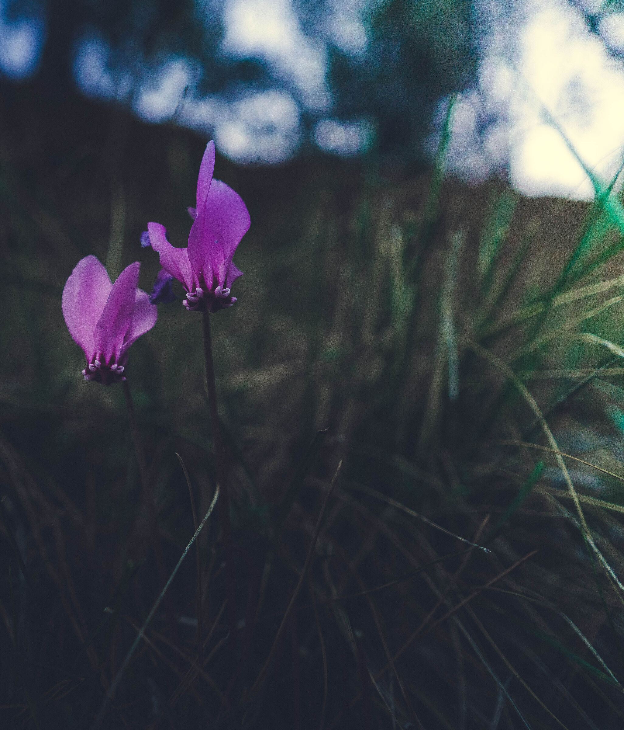 fiore