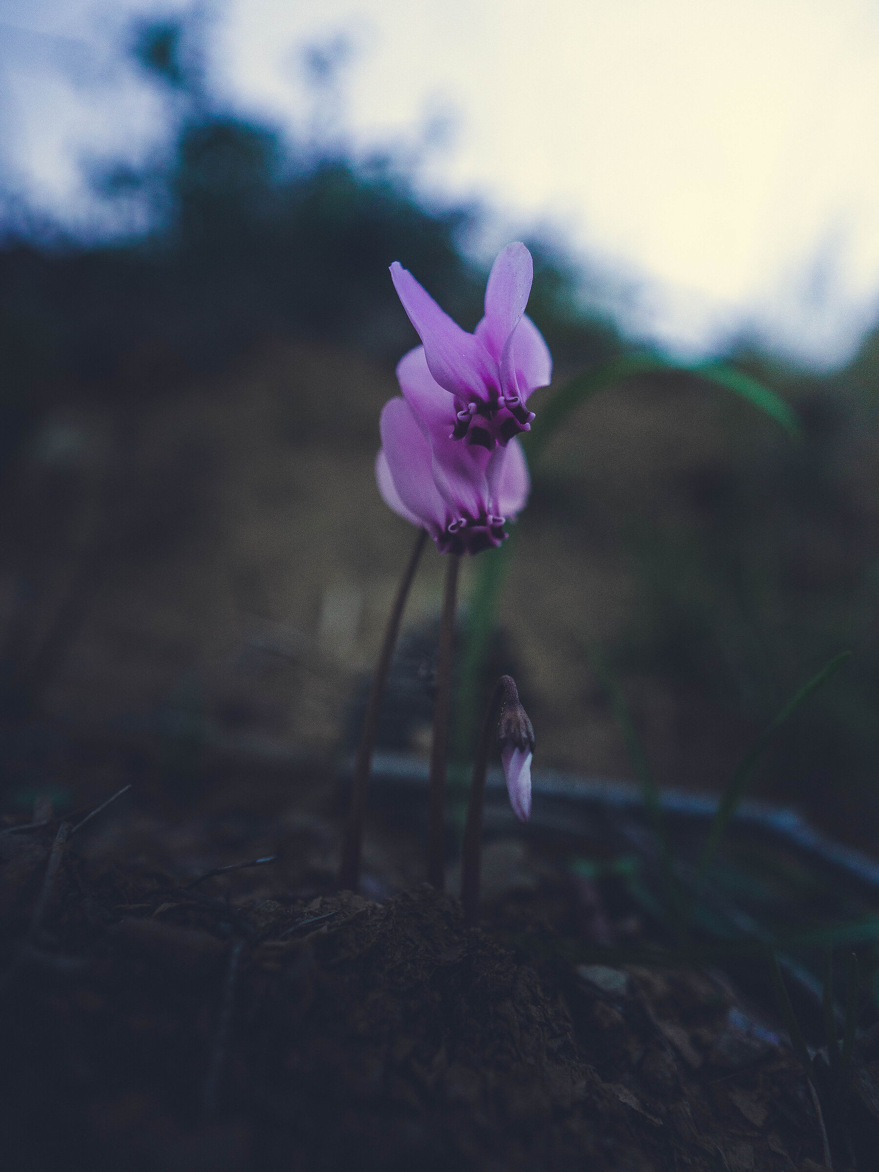 FLOWER