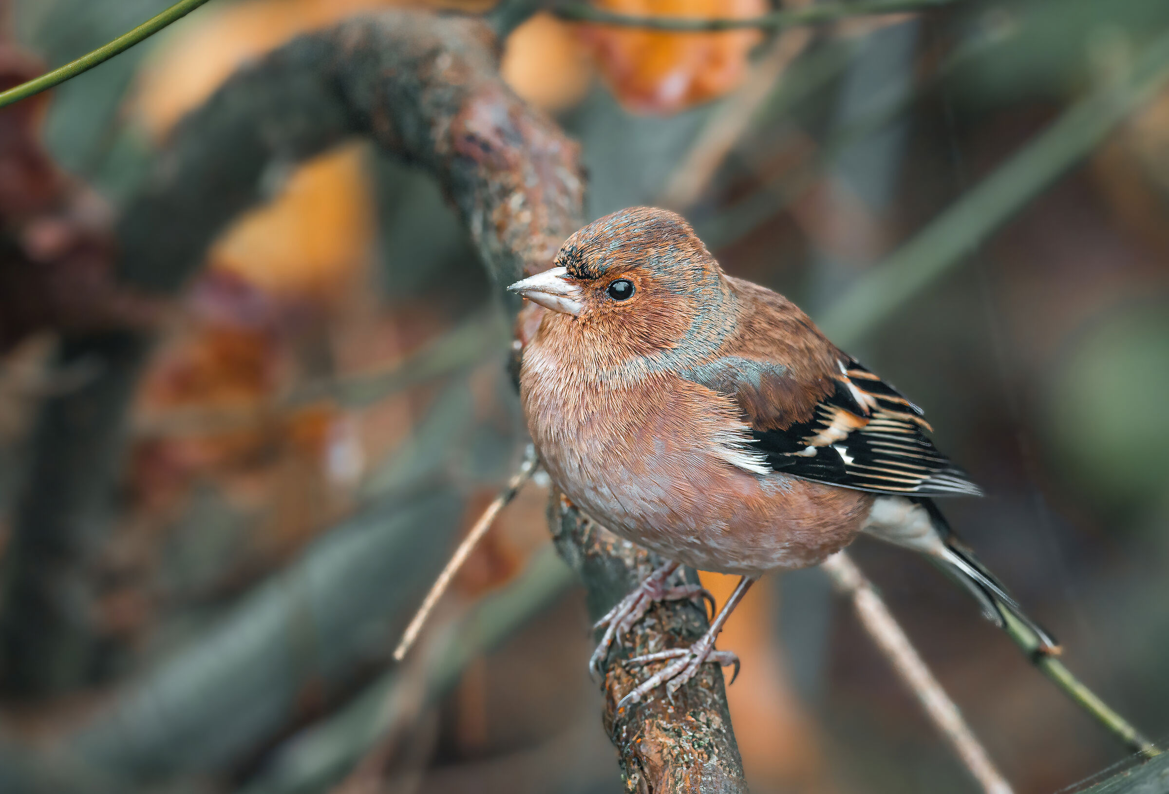 Male Chaffinch