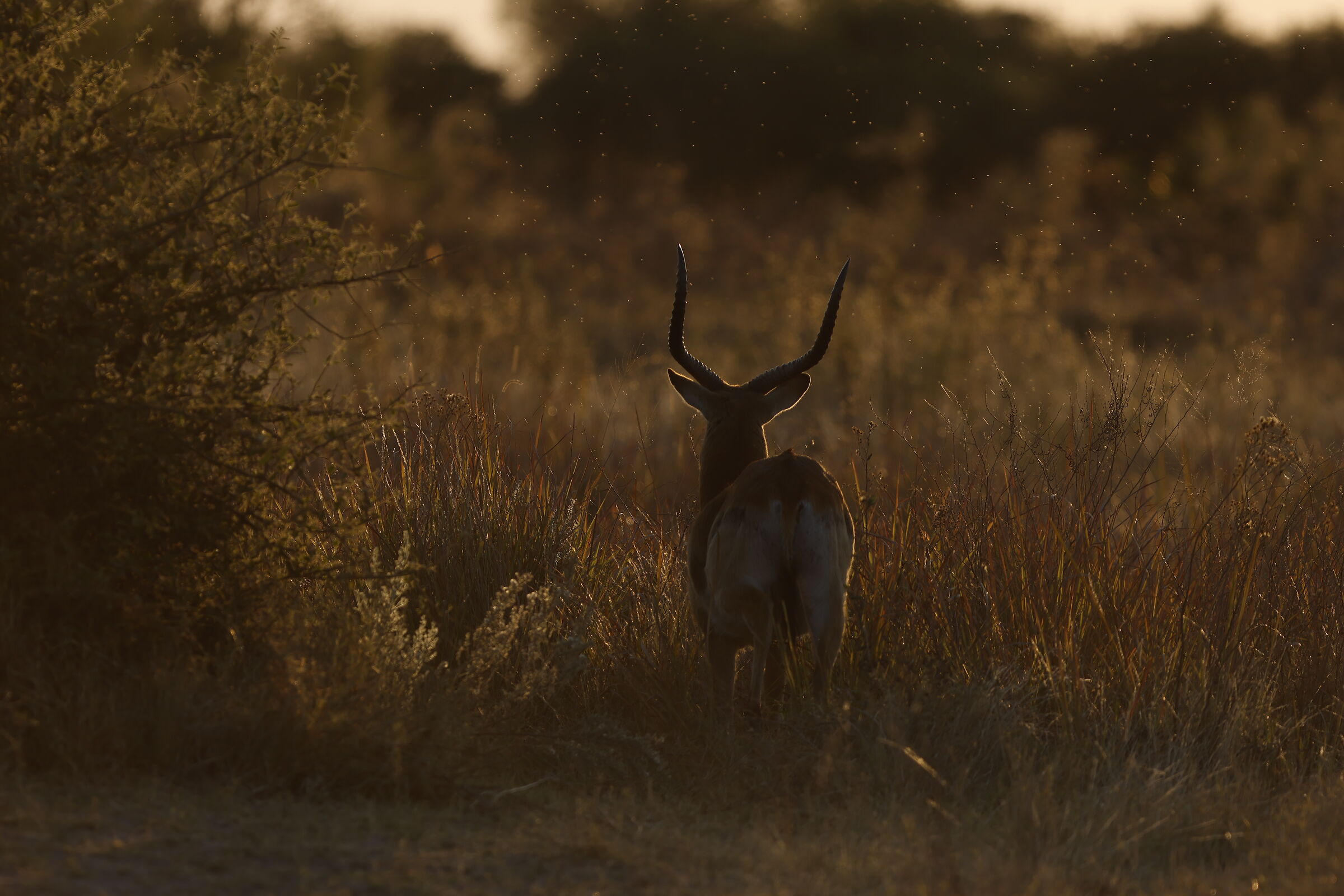 Impala silhouettes