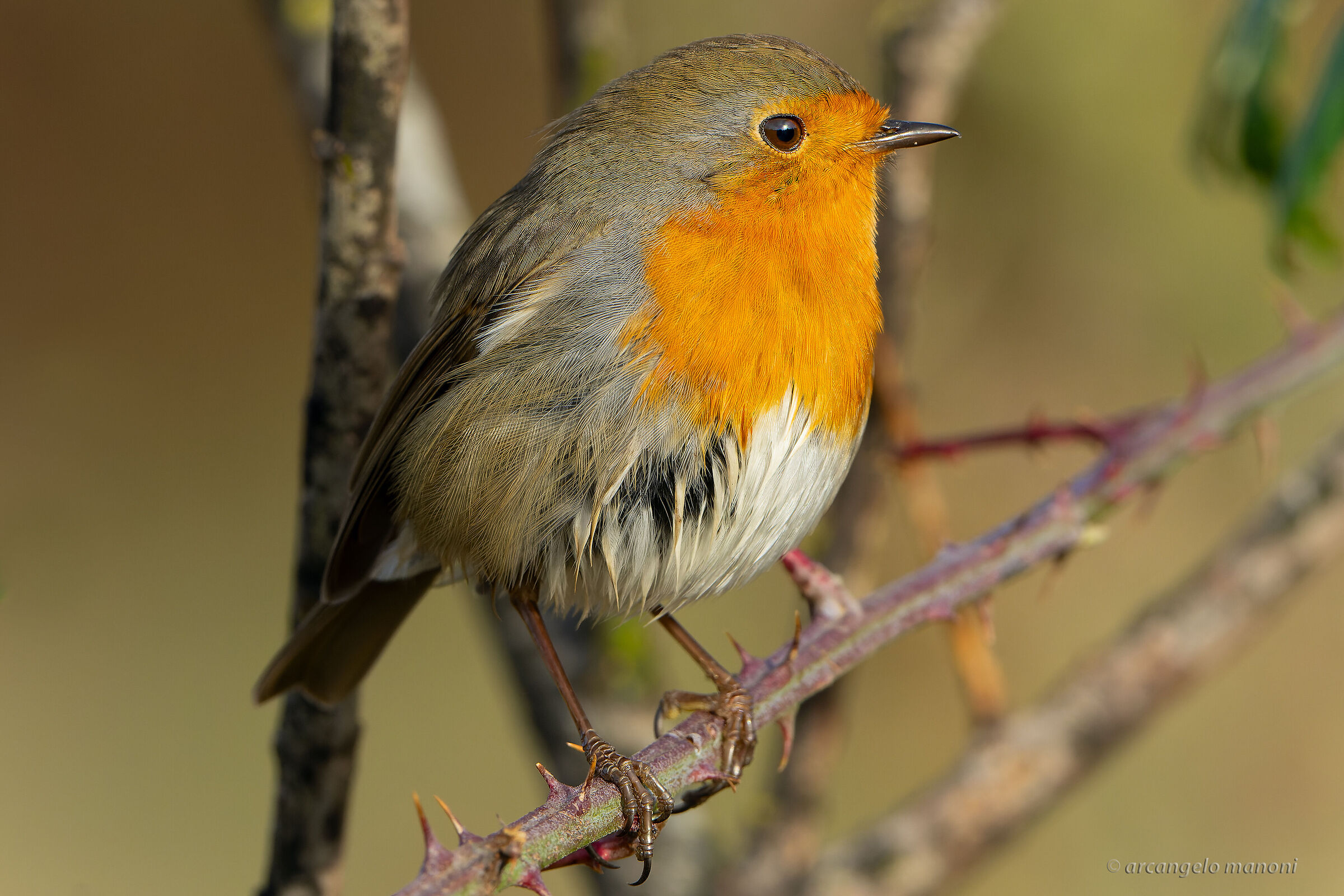 Il nuovo arrivato del 2022