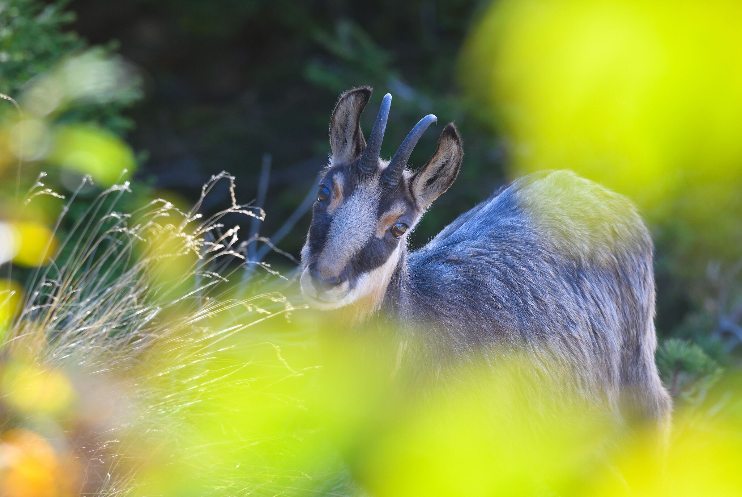 ritratto tra le foglie...