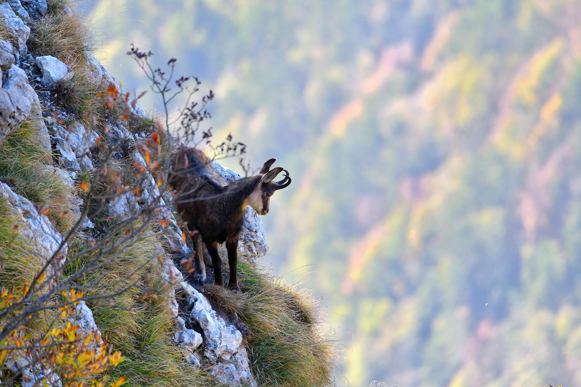 foliage con intruso...