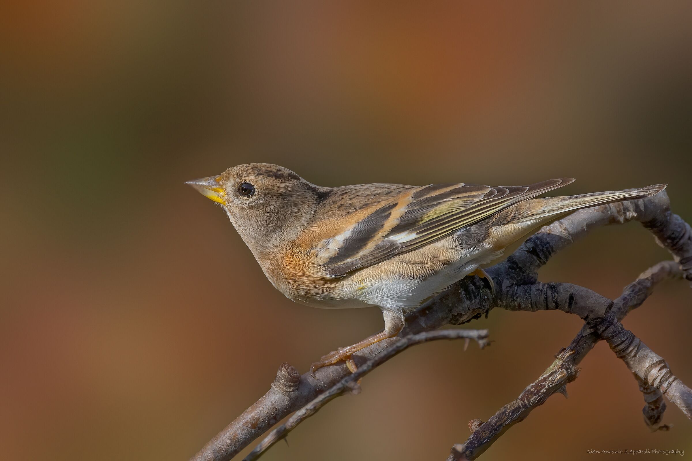 Peppola (Fringilla montifringilla)