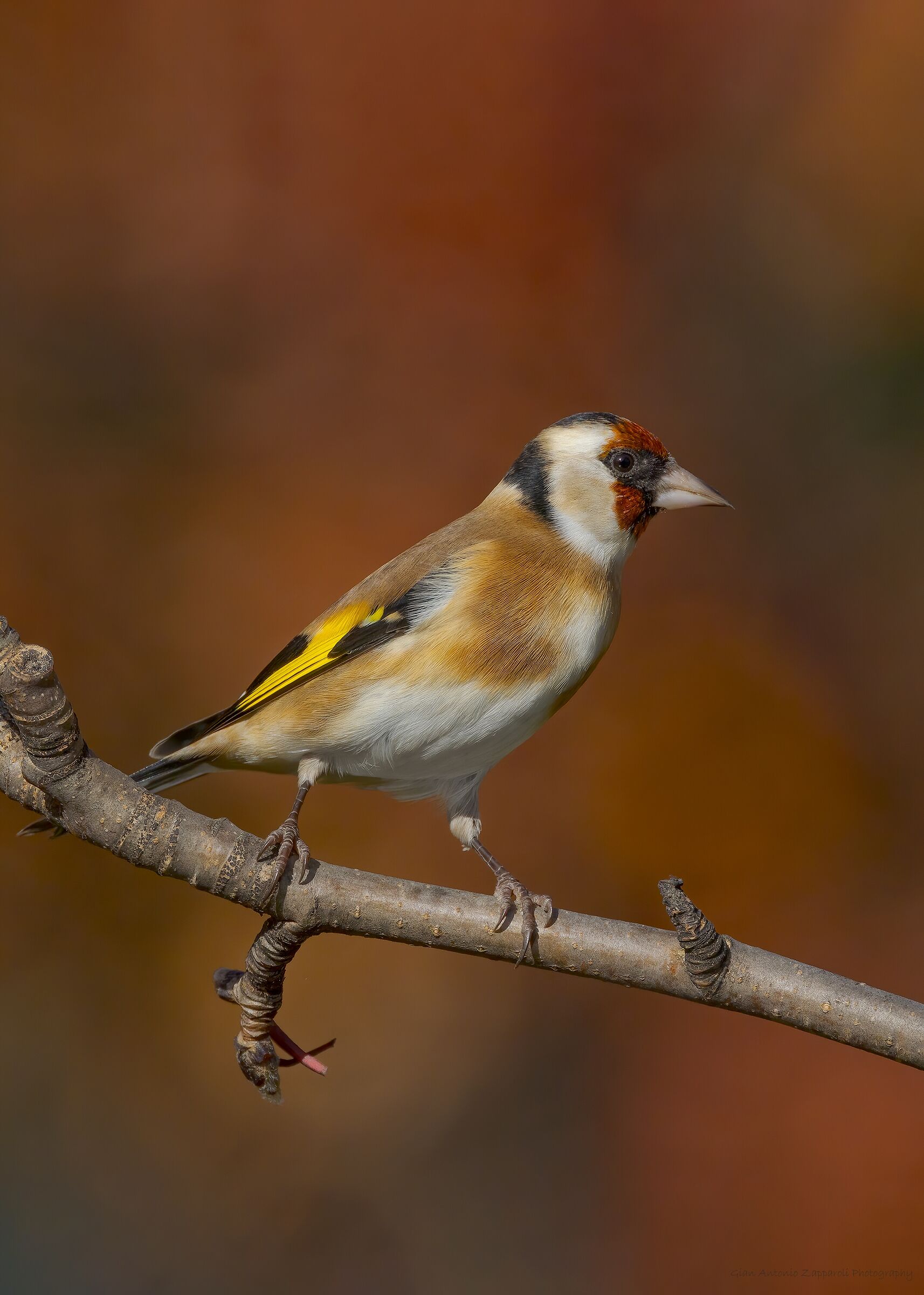 Cardellino (Carduelis carduelis)