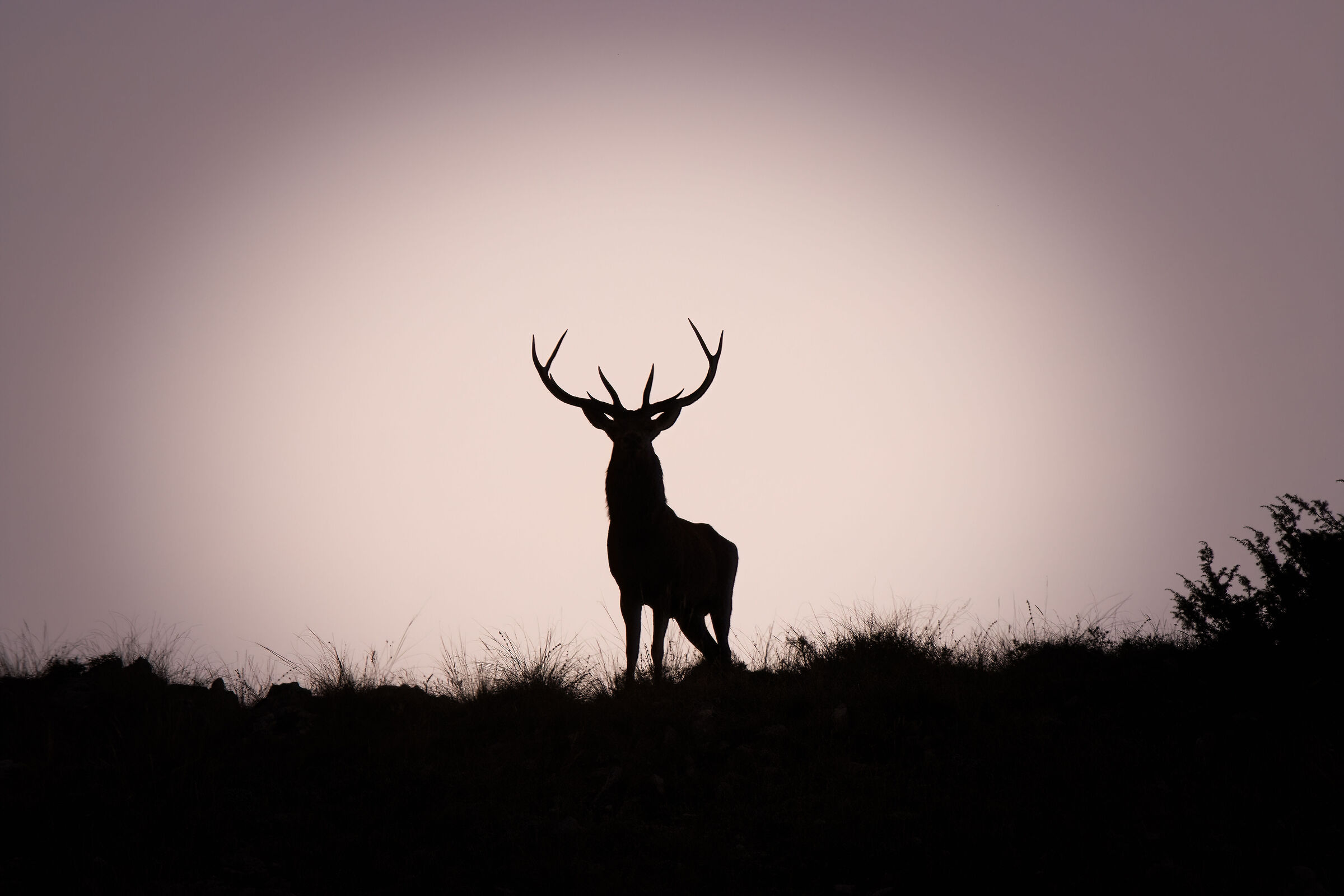 Male deer at dawn