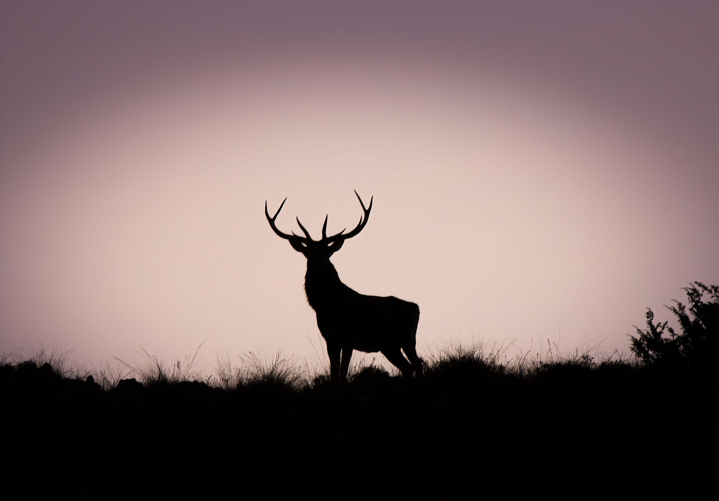 Male deer at dawn