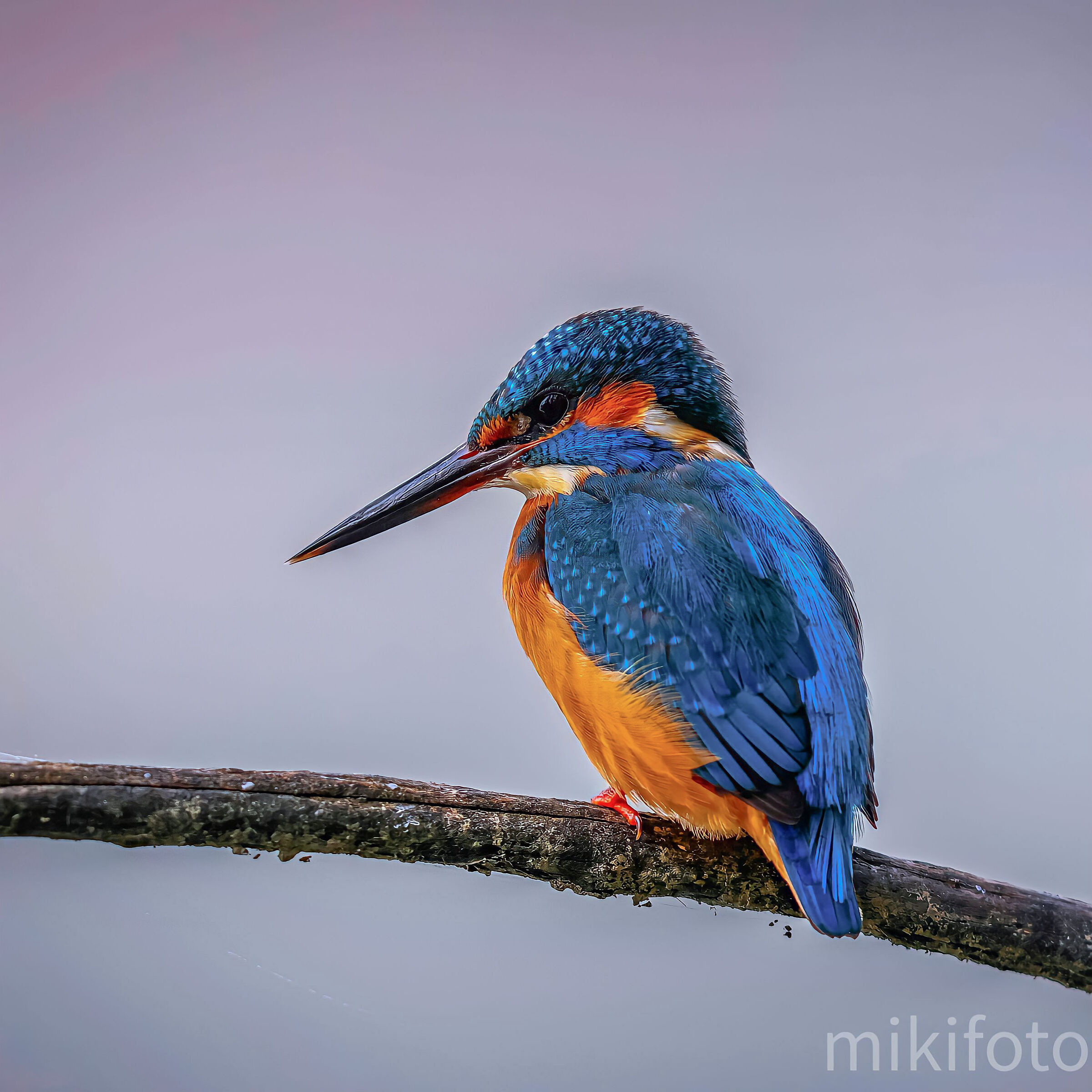 Kingfisher
