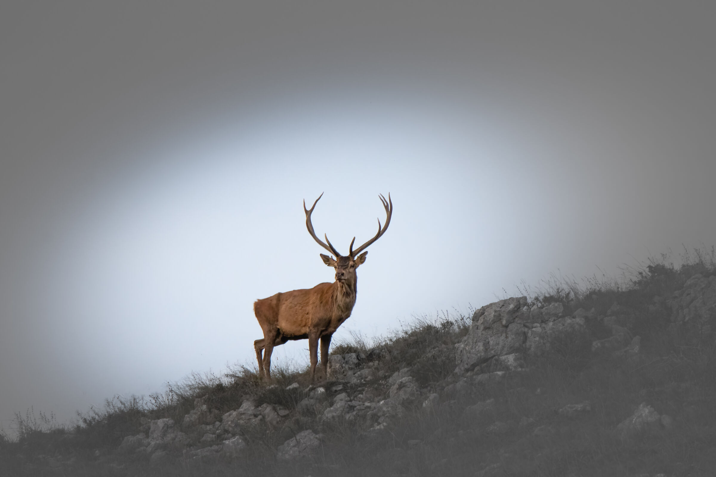 deer