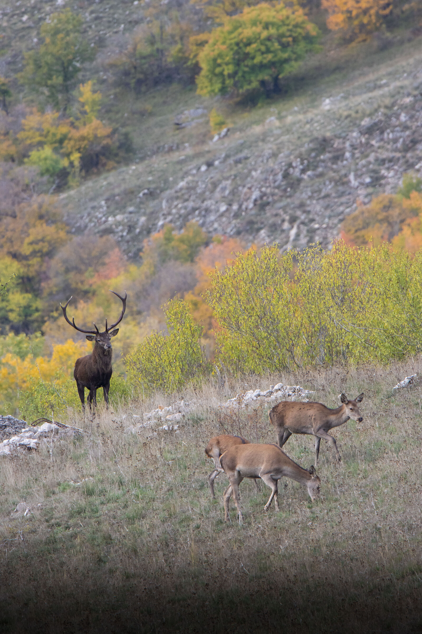 Deer in autumn