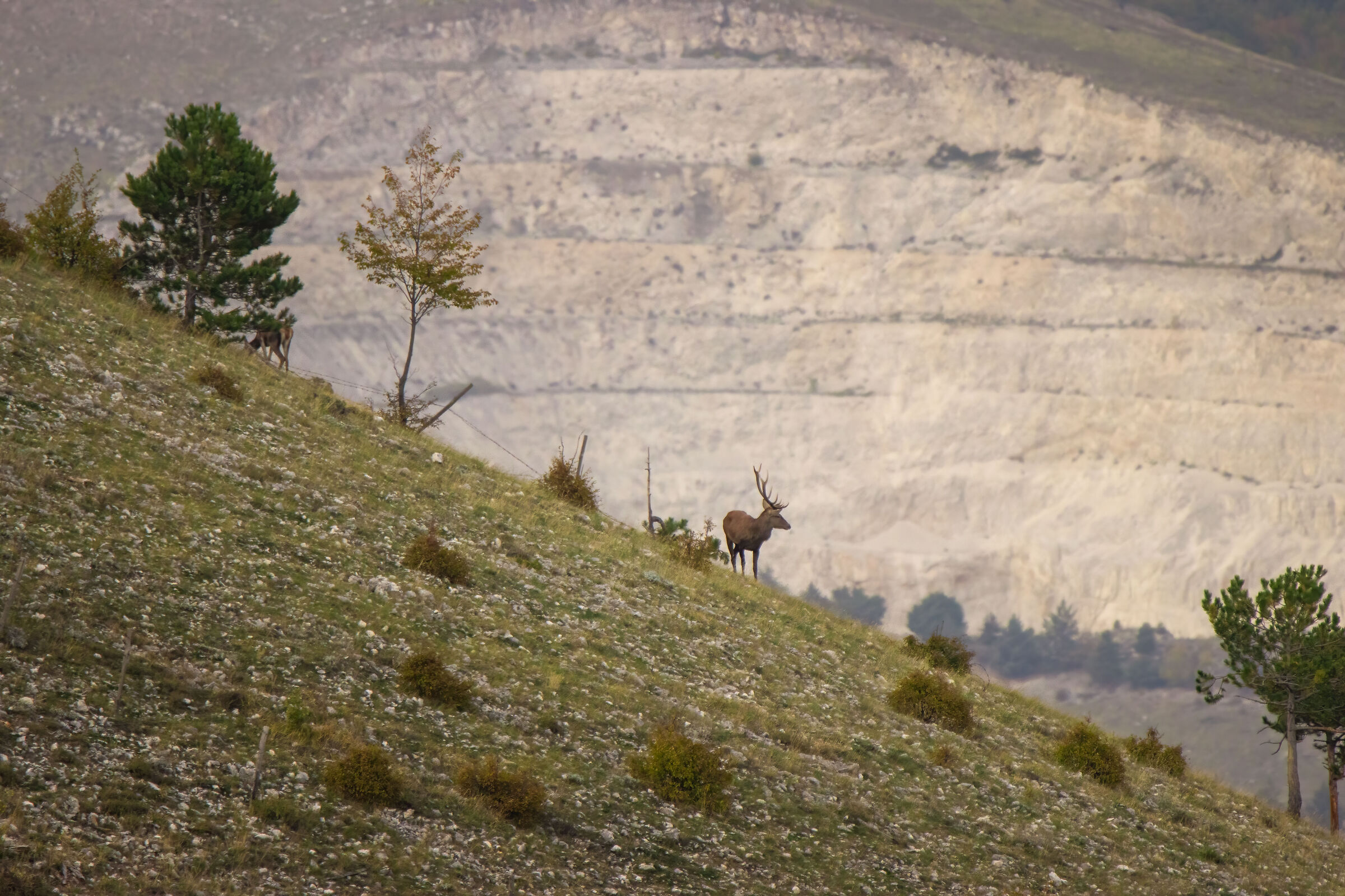 Deer with cava in the background