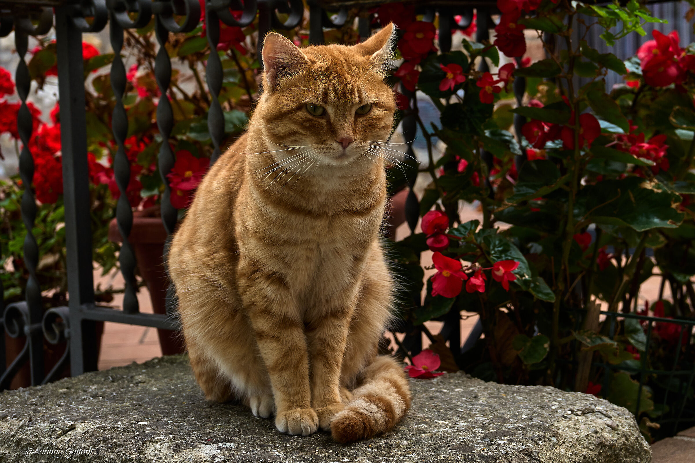 Model gatto ... in posa