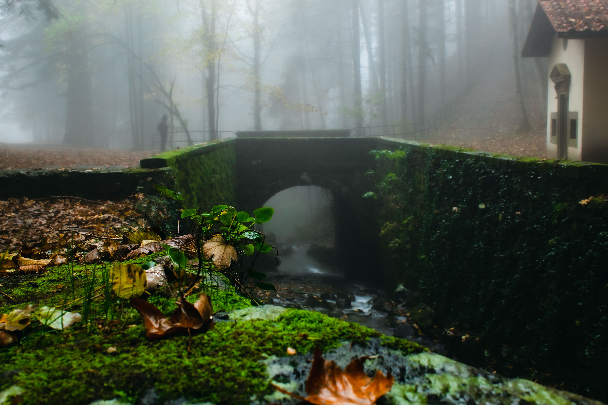 Fantasy day in Vallombrosa