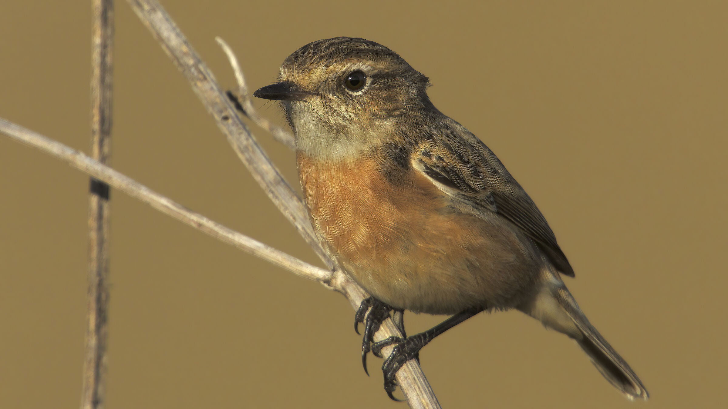 saltimpalo con accrocchio