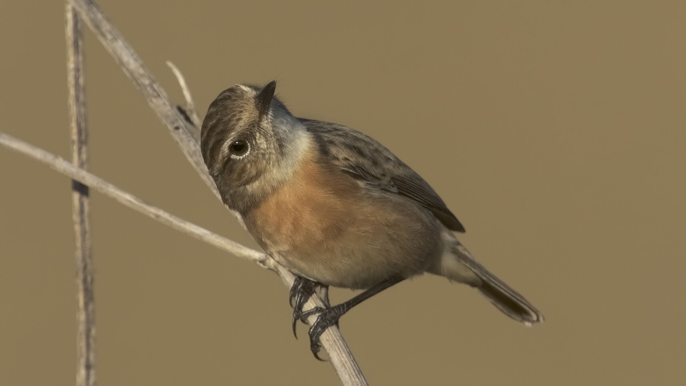 saltimpalo con accrocchio2