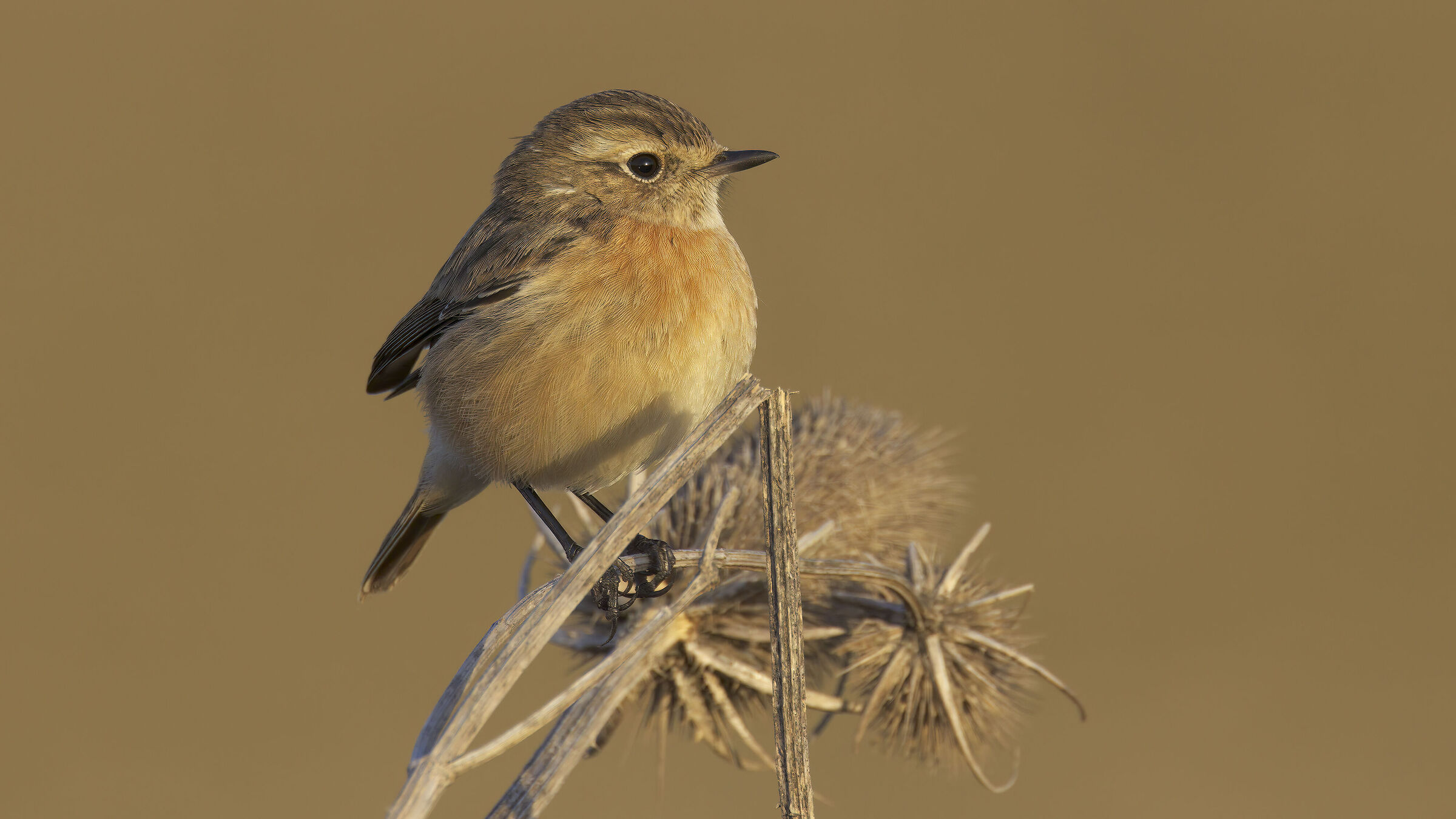 saltimpalo con aiuto gigapixel2