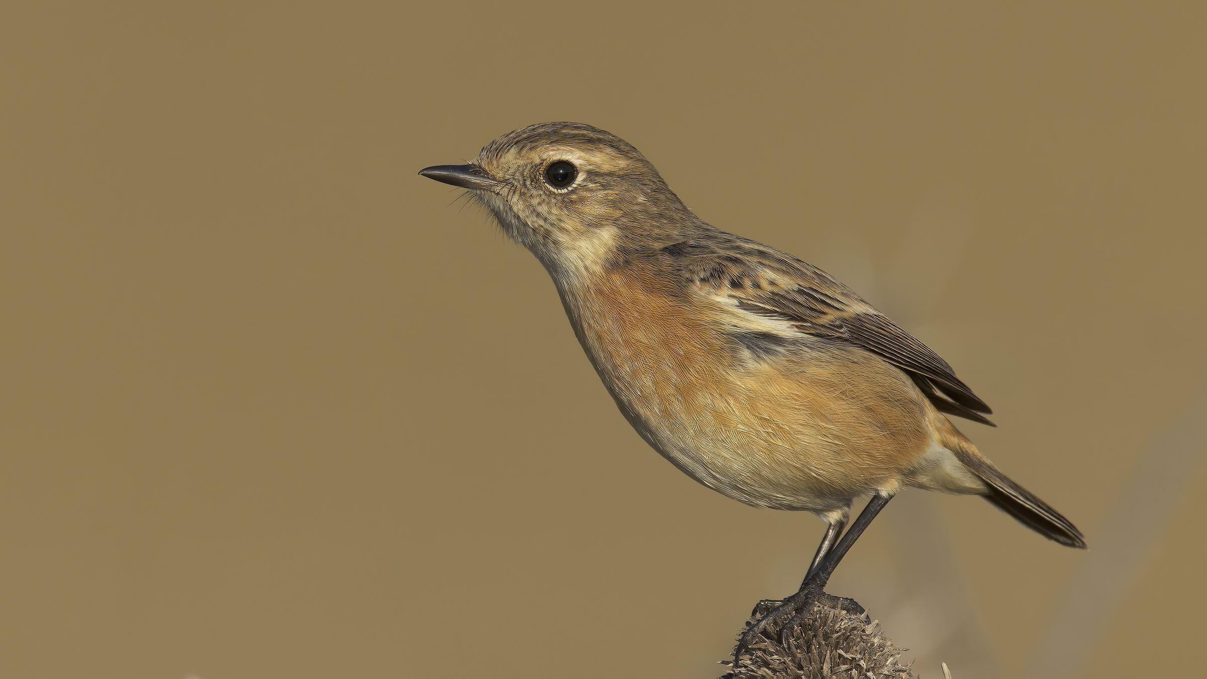 saltimpalo prova con nuovo tc