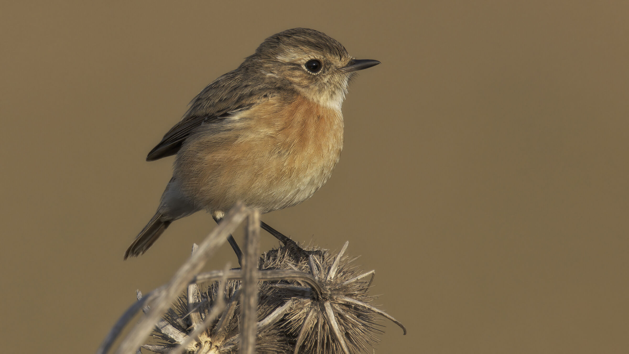 saltimpalo con nuovo tc2