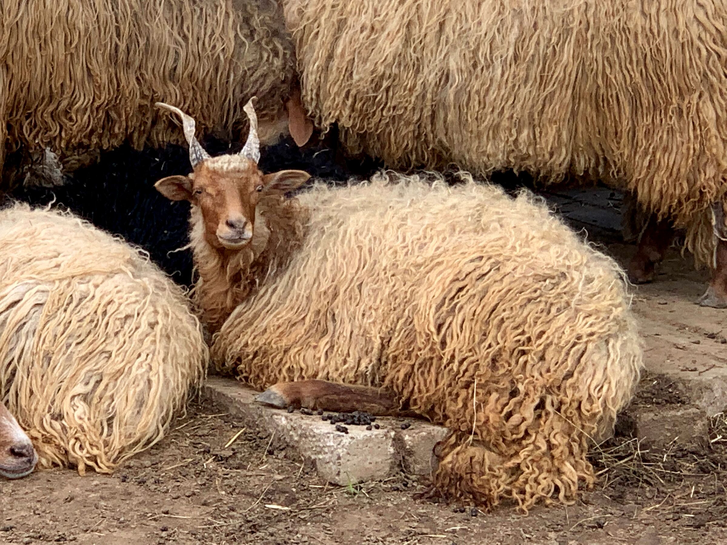 Balatonlelle Ungheria