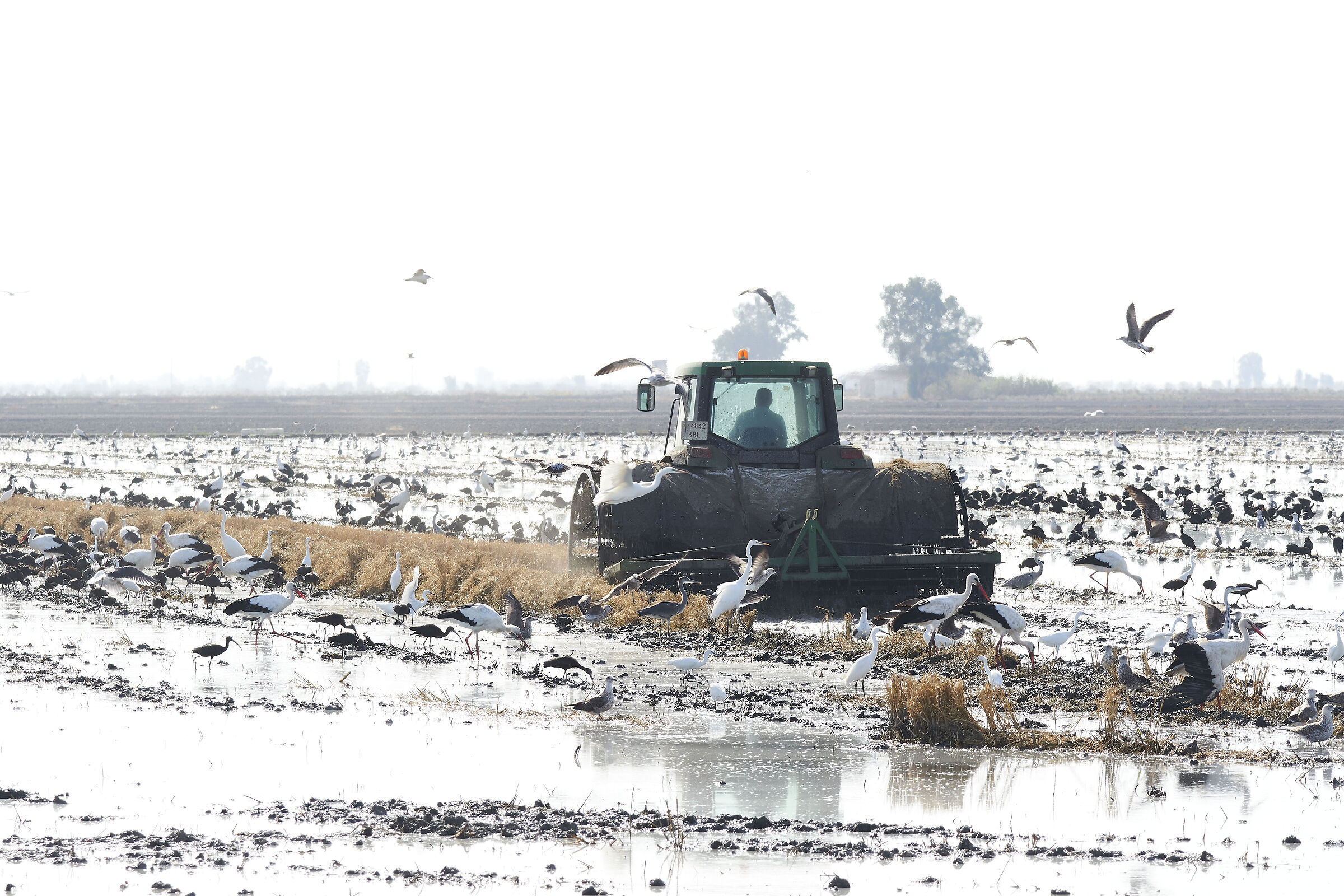 Tractors and Birds