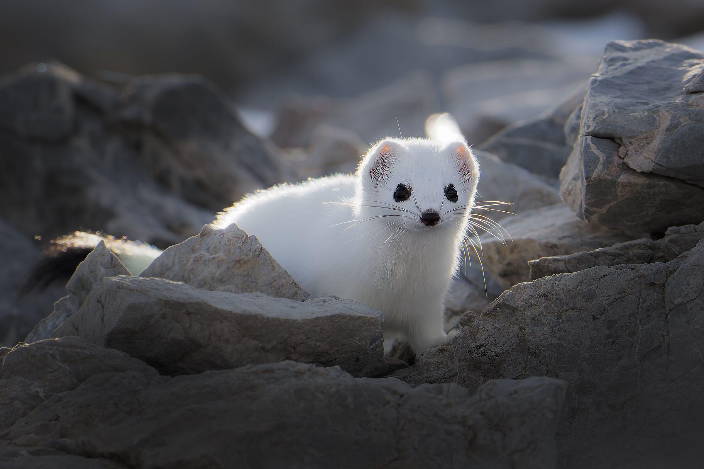ERMINE